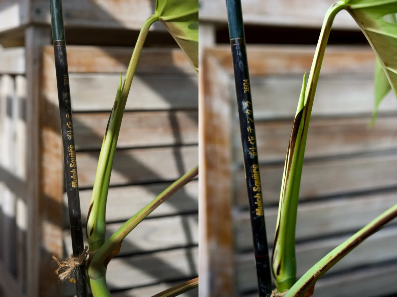 モンステラ　ボルシギアナ　 野外越冬ドリル ①