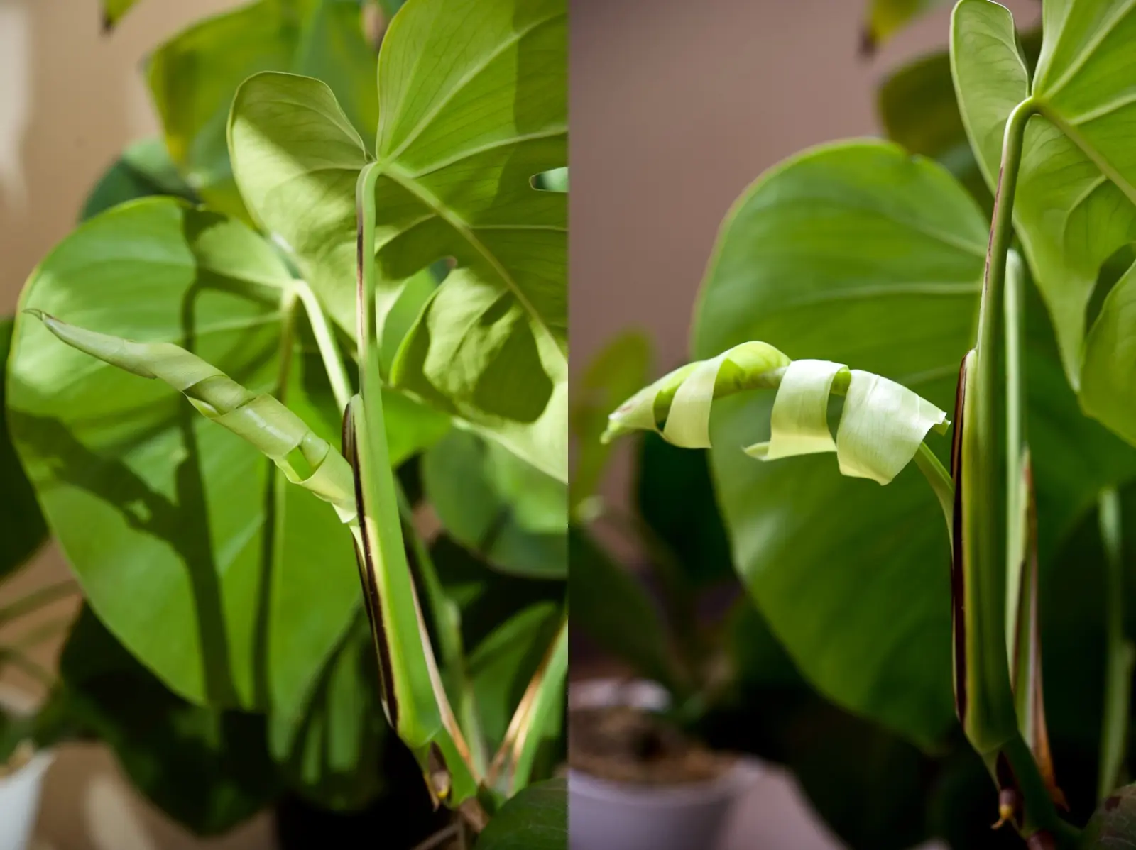 モンステラ　ボルシギアナ　野外越冬ドリル ②