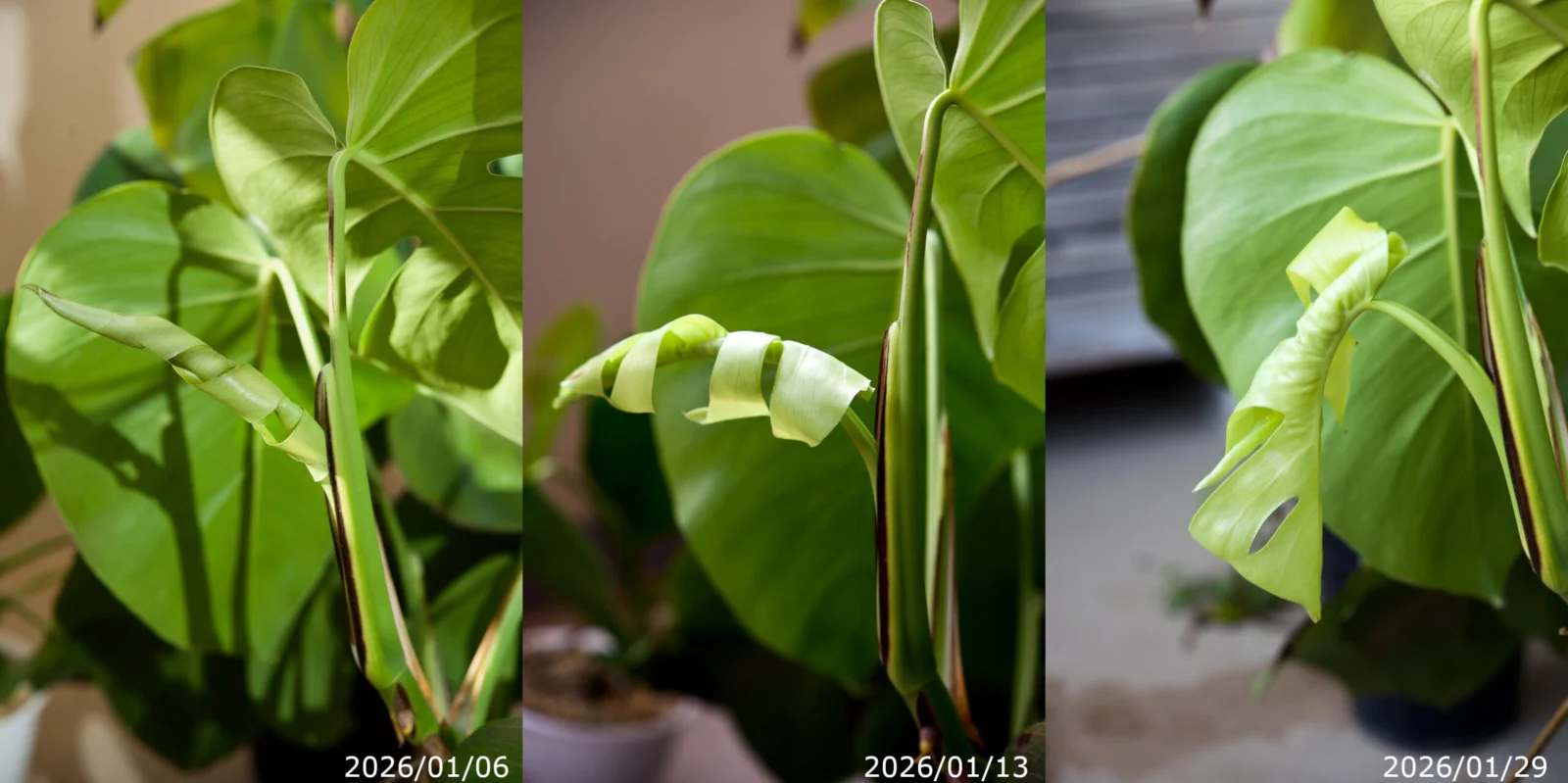 モンステラ　ボルシギアナ　野外越冬ドリル ③