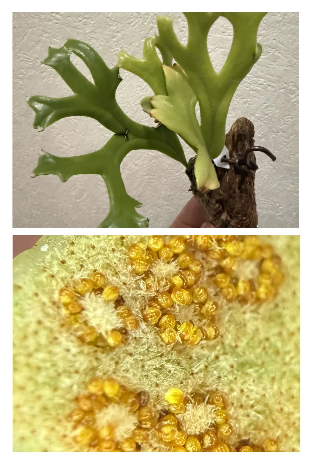 ピロシア　ロンギフォリア