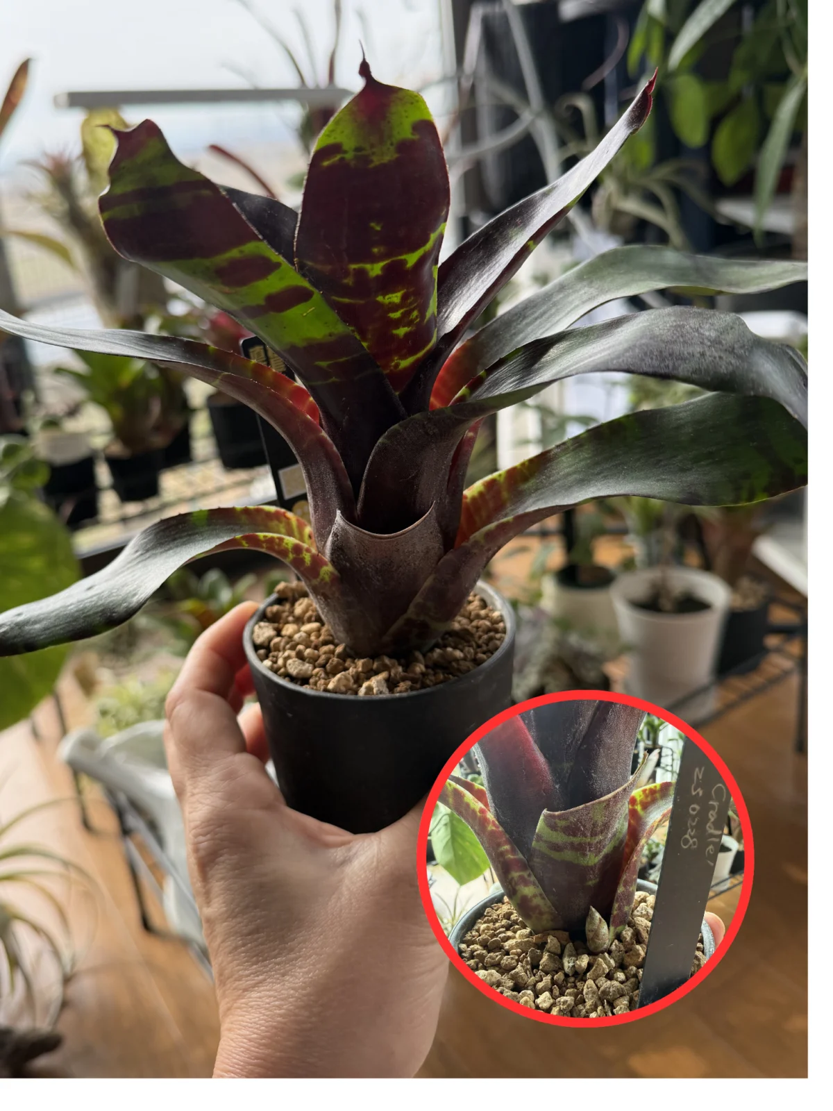 ネオレゲリア キャッツクレイドル 子株 新芽