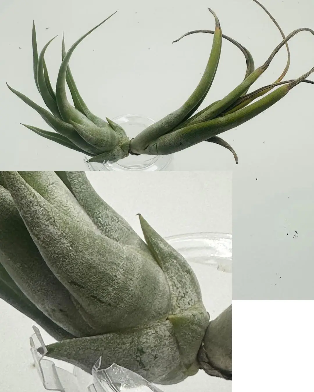 ティランジア 不明種