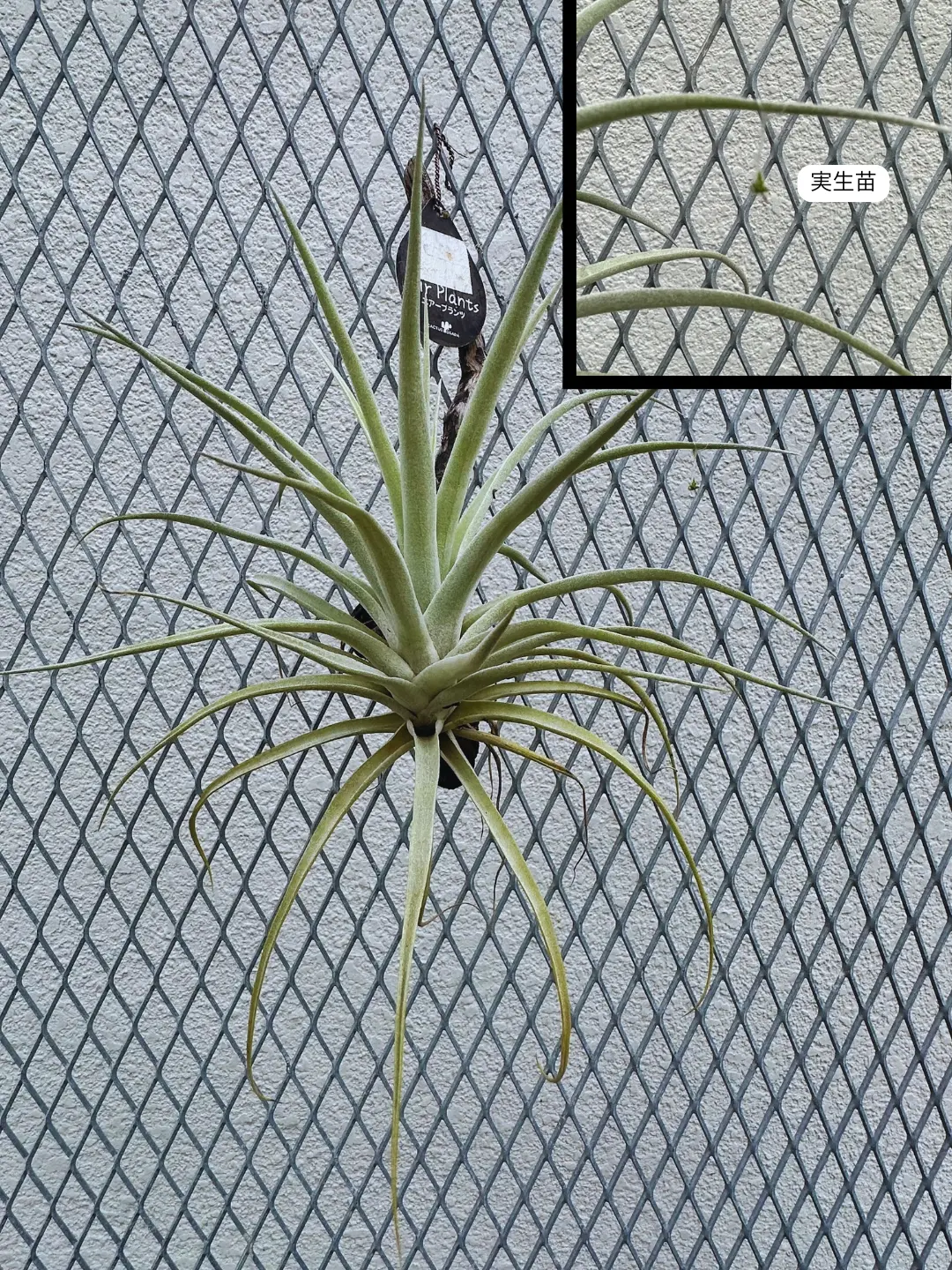 ティランジア　ハリシー