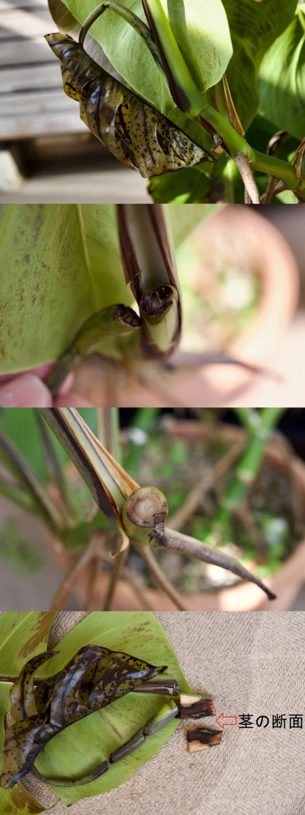 モンステラ　ボルシギアナ　野外越冬ドリル