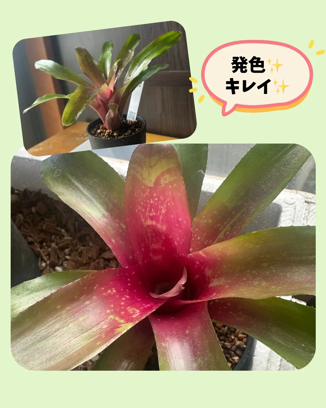 ネオレゲリア ベシート 赤