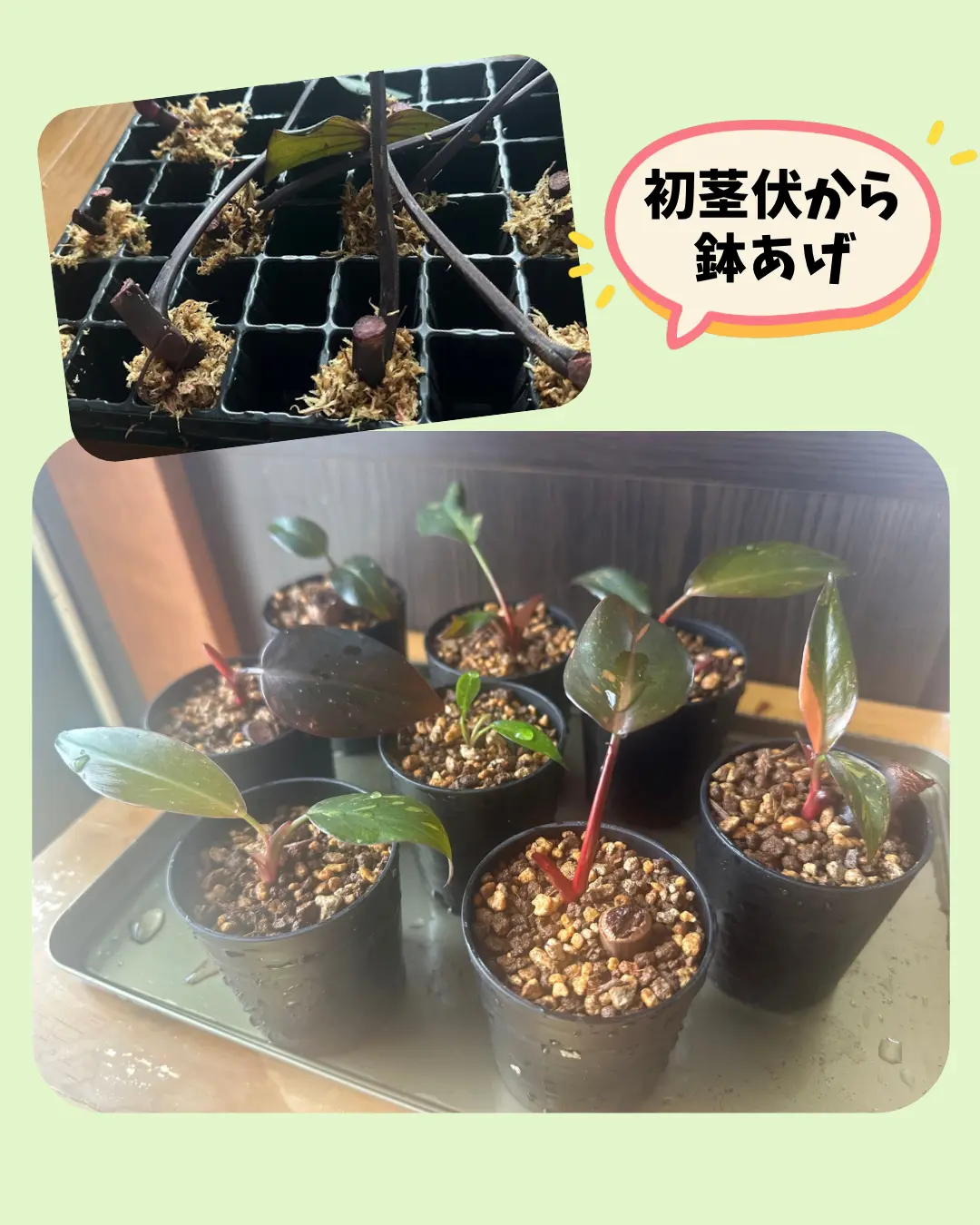 フィロデンドロン オレンジプリンセス 茎伏せ ②