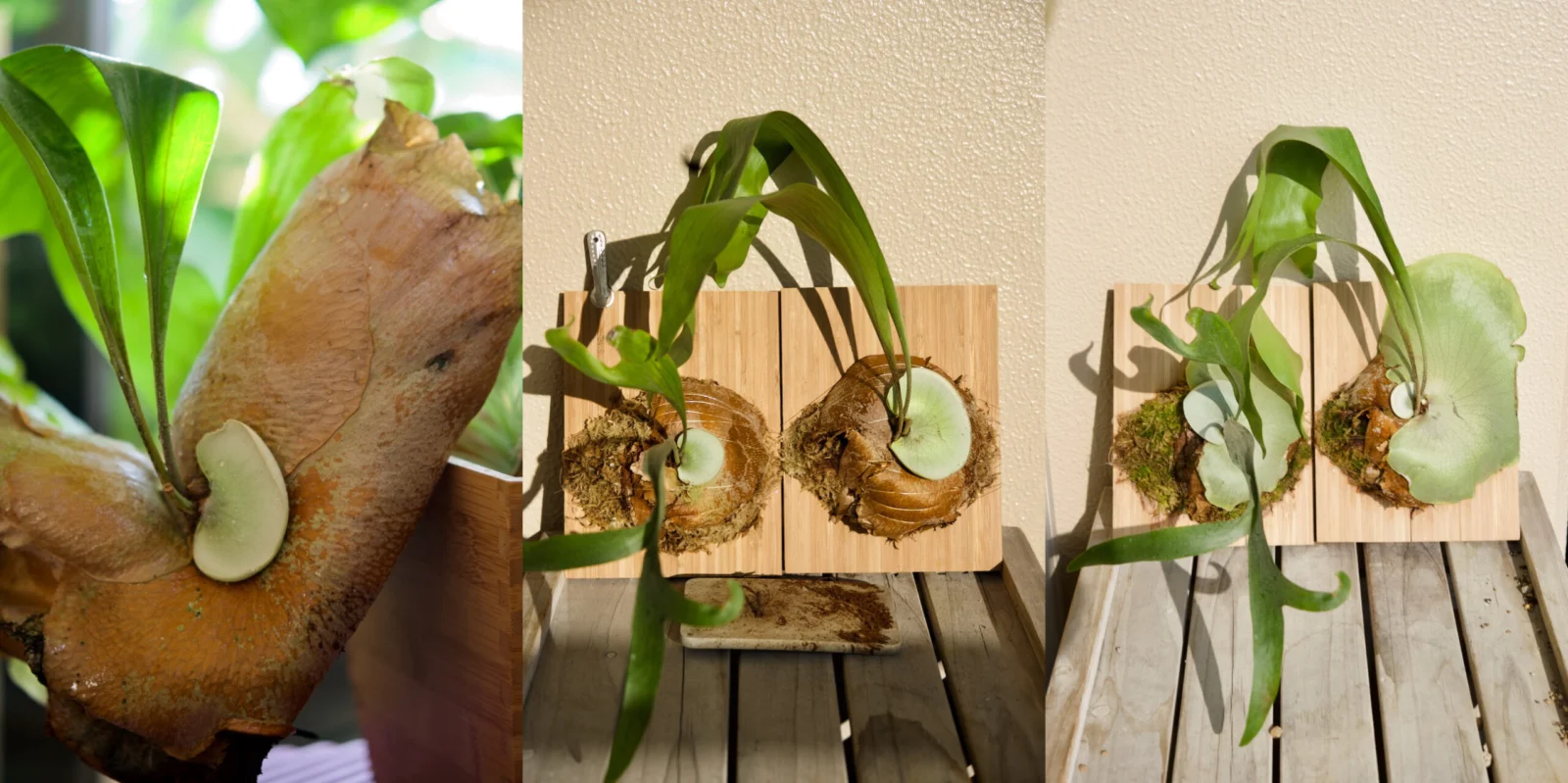 ビカクシダ　札落ち　銀色洗濯バサミ付き