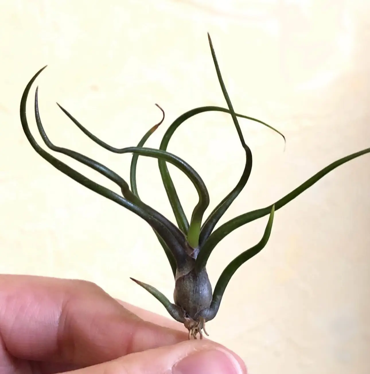 ティランジア ブルボーサ 紫炎 入手時