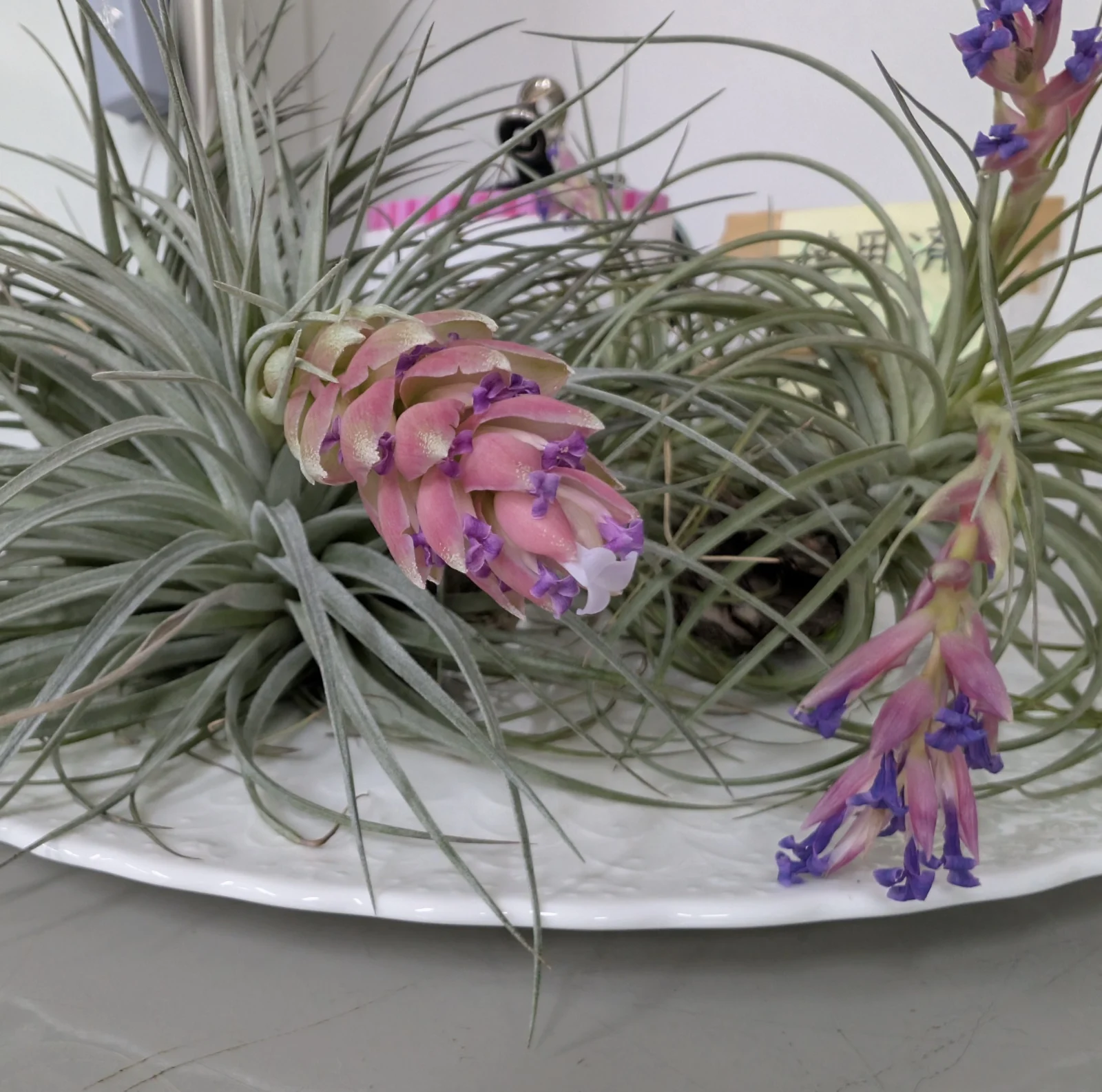 ティランジア コットンキャンディ 白花