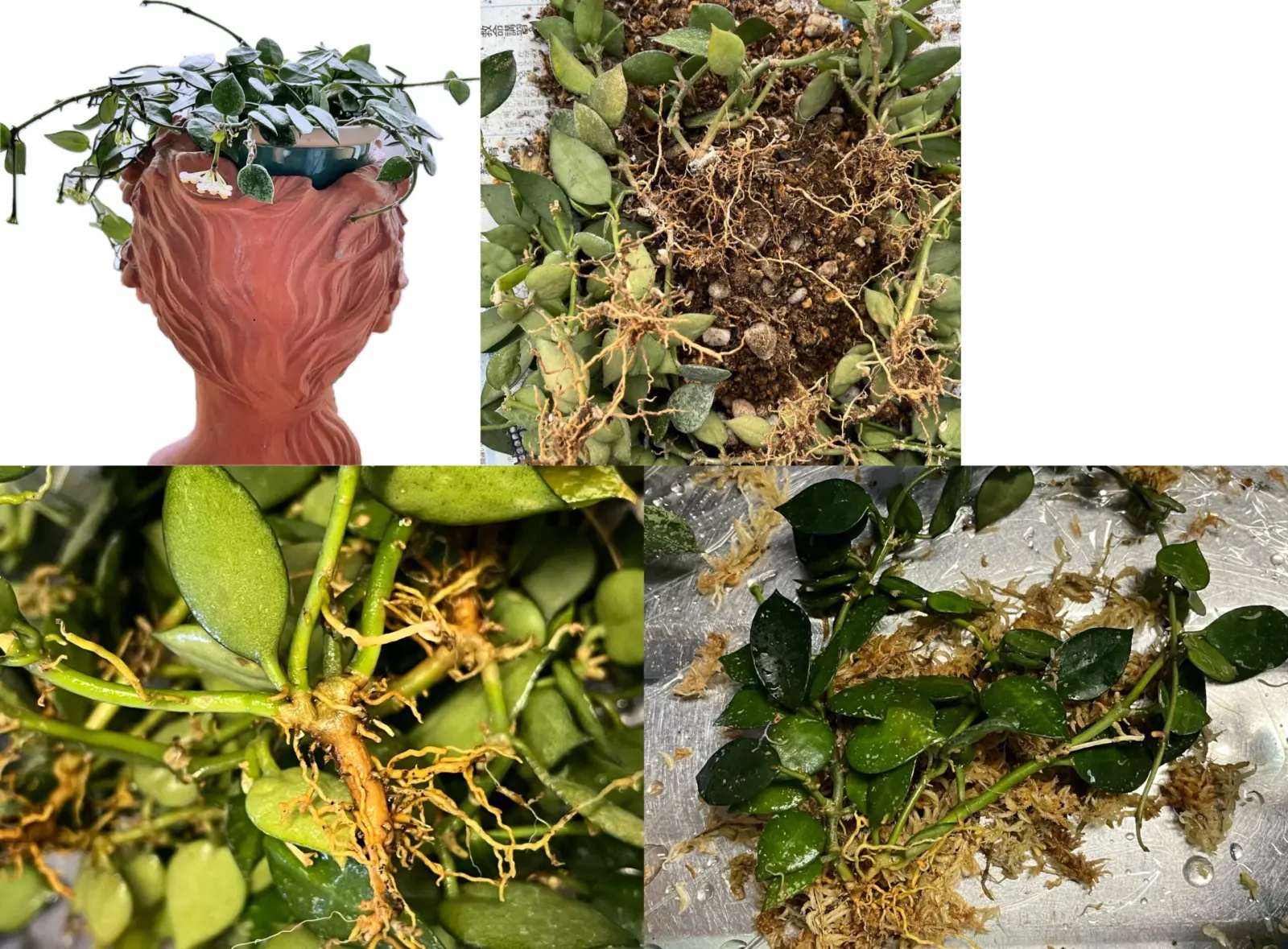 ホヤ　クローニアナ