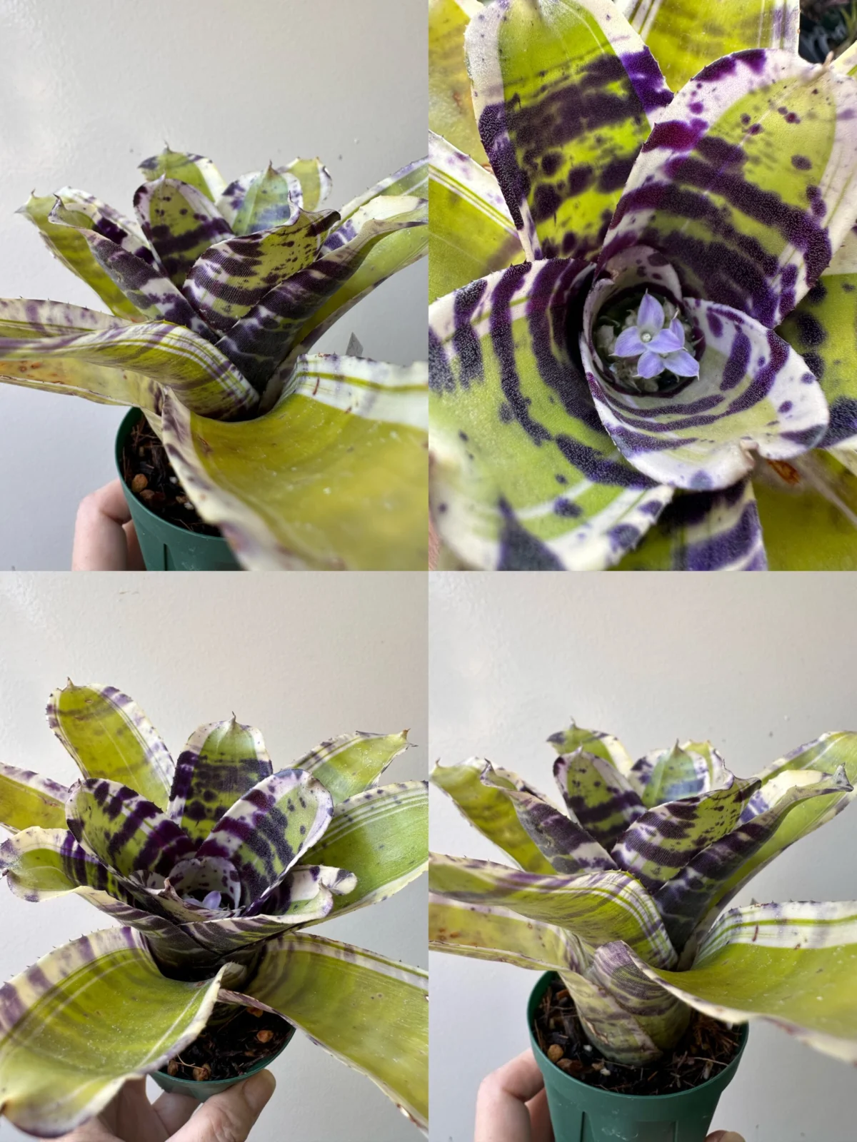 ネオレゲリア ブルーベリートリュフ アルボ 覆輪斑 花