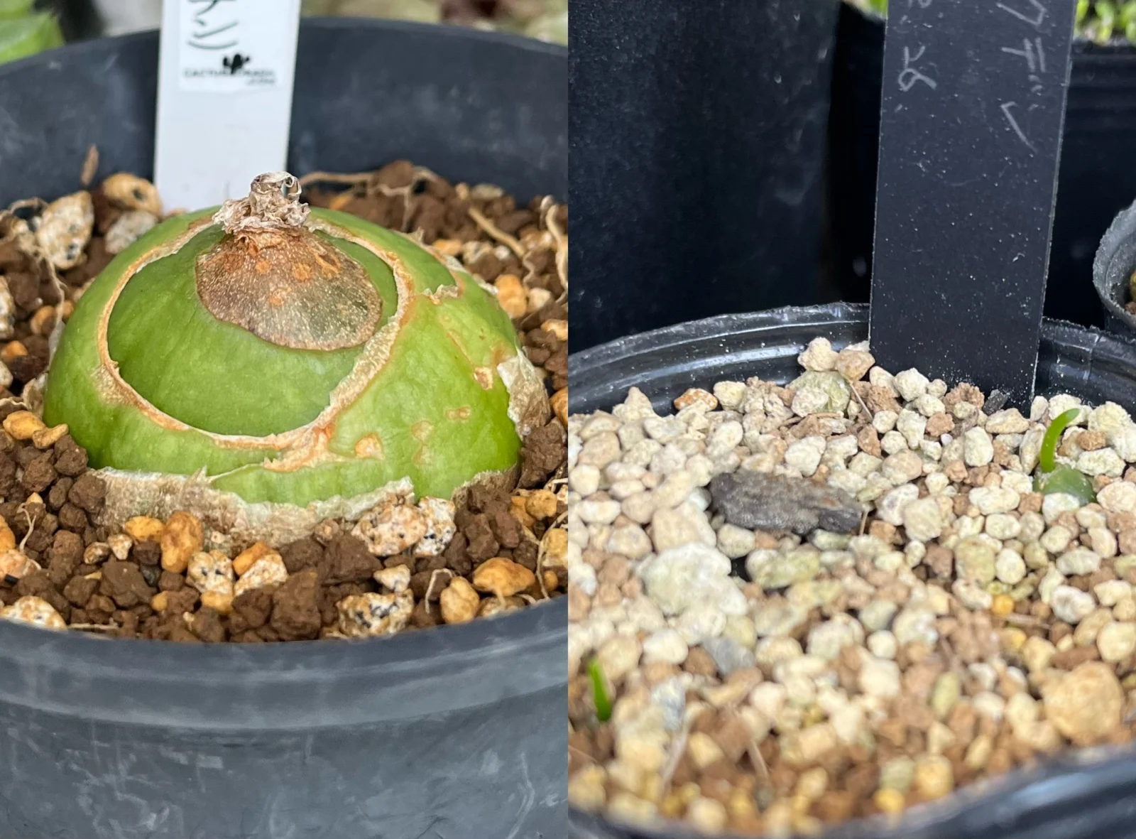 ボウィエア　ボルビリス　蒼角殿　実生