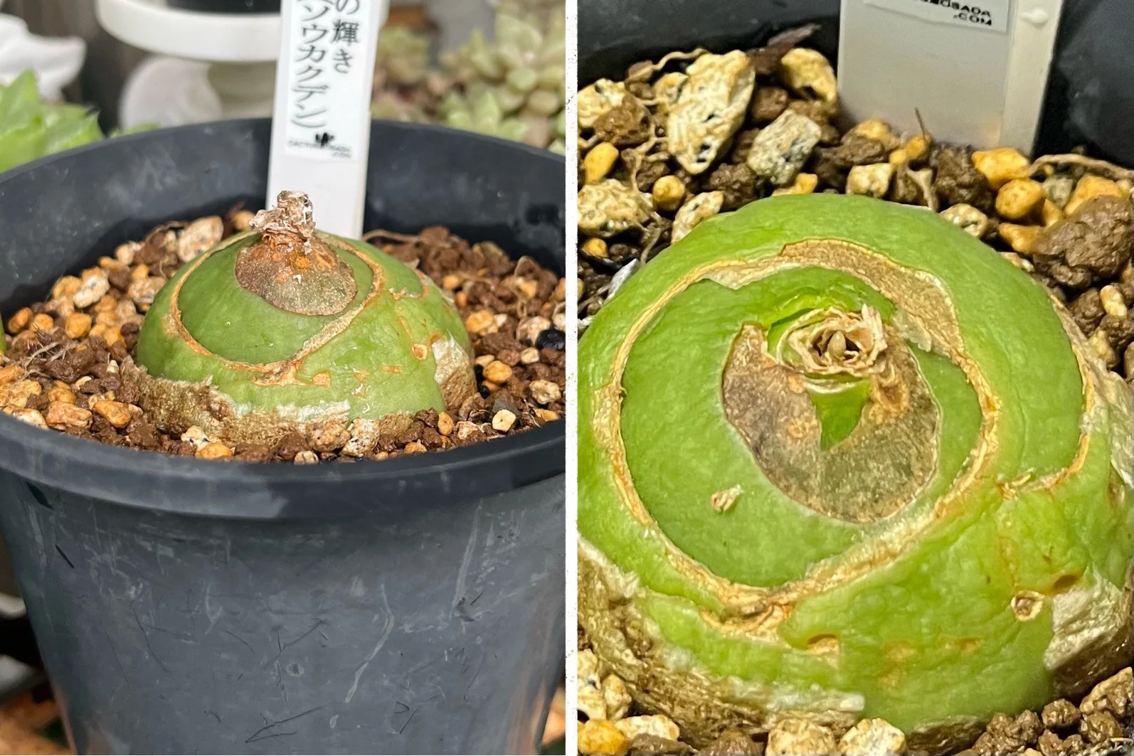 ケープバルブ　ボウィエア　ボルビリス　蒼角殿　ソウカクデン