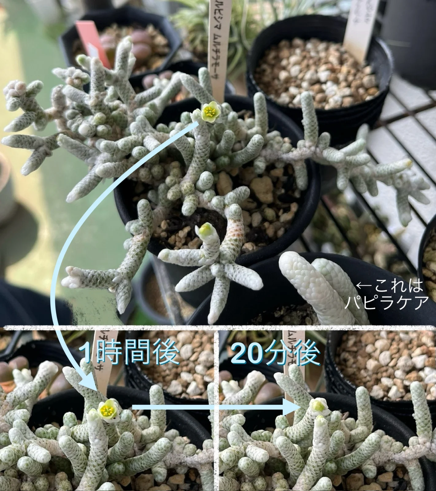 アボニア アルビシマ ムルチラモーサ 花