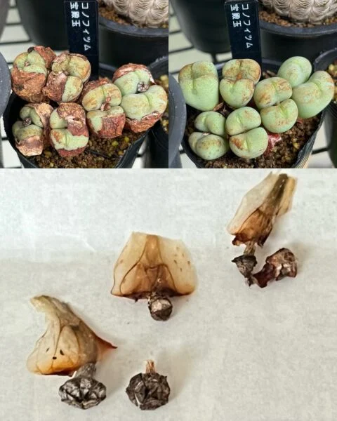 多肉植物 コノフィツム 宝殿玉 結実
