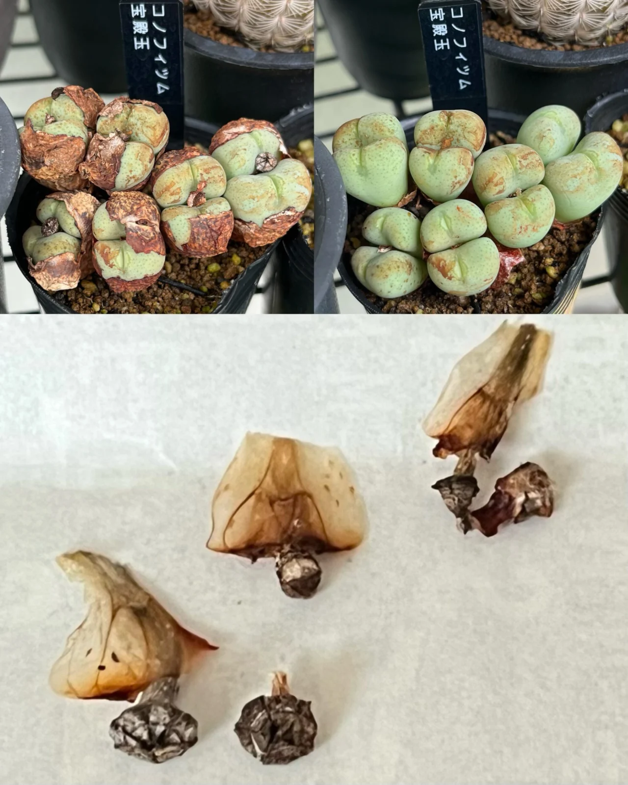 多肉植物　コノフィツム　宝殿玉　結実