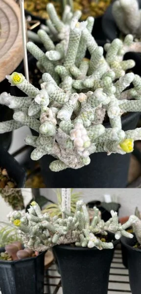 多肉植物 アボニア アルビシマ ムルチラモーサ 花