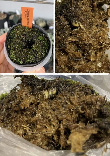 食虫植物 ハエトリグサ ハエトリソウ ディオネア マスシプラ ダンプリング