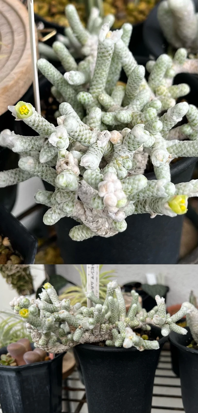 多肉植物　アボニア　アルビシマ　ムルチラモーサ　花