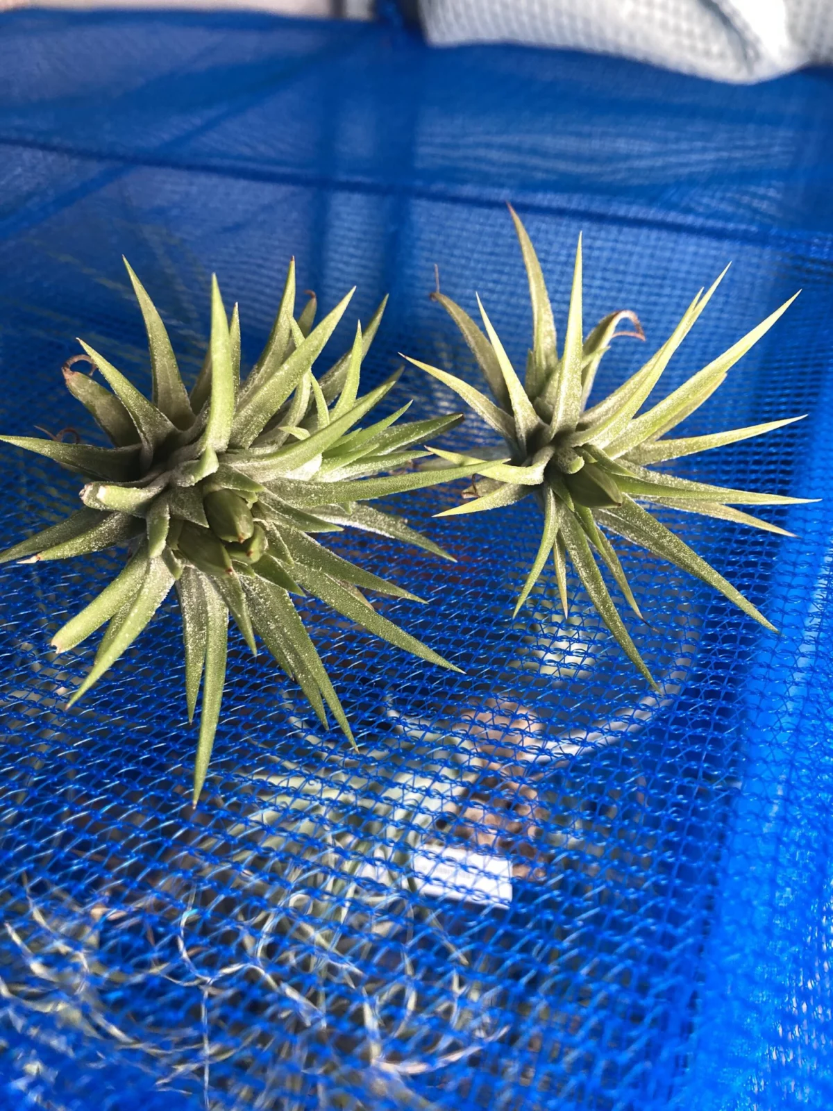 ティランジア　イオナンタ　成長点太い葉？