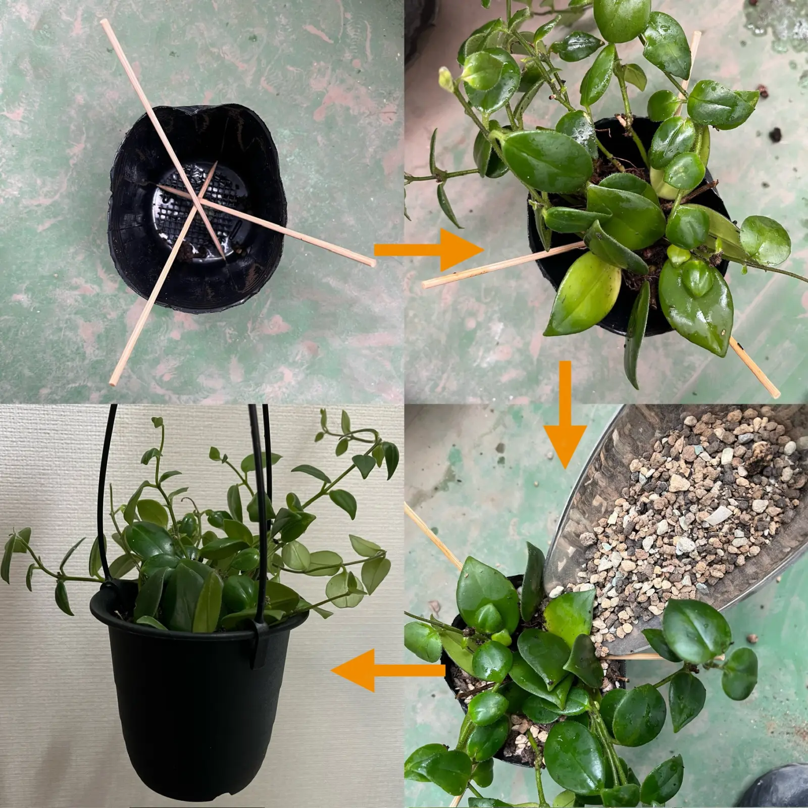 エスキナンサス　植え替え