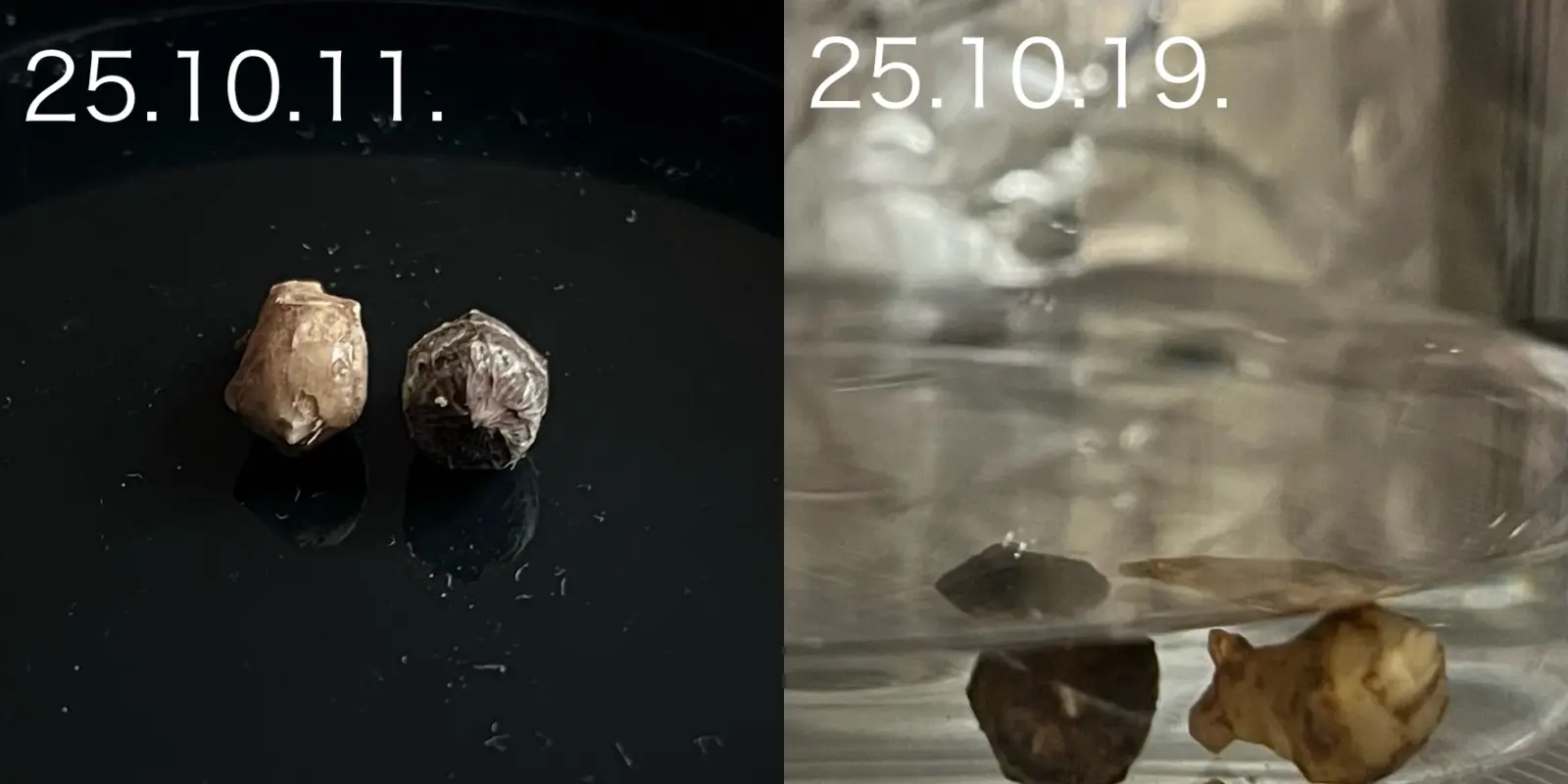 アロイド　アロカシア　アズラニー