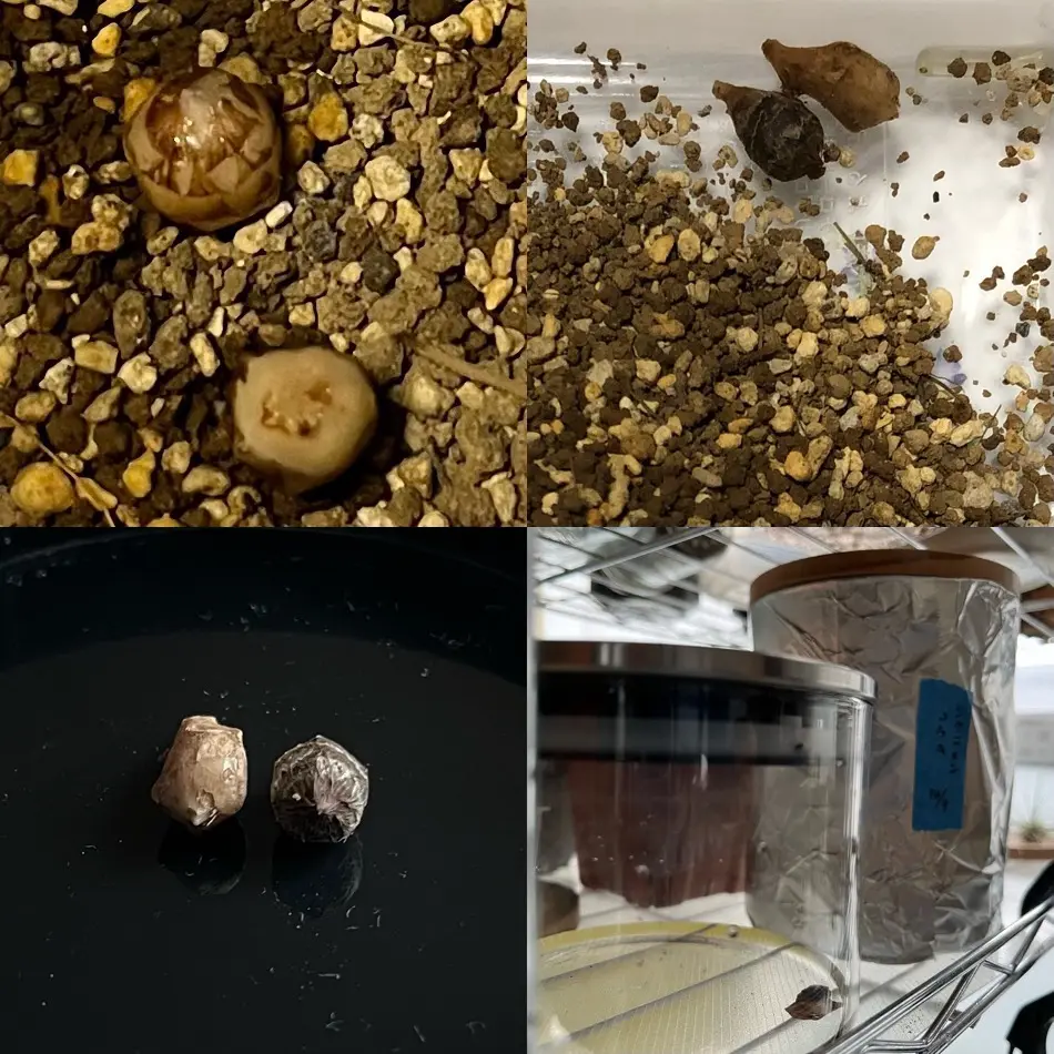 アロカシア アズラニー