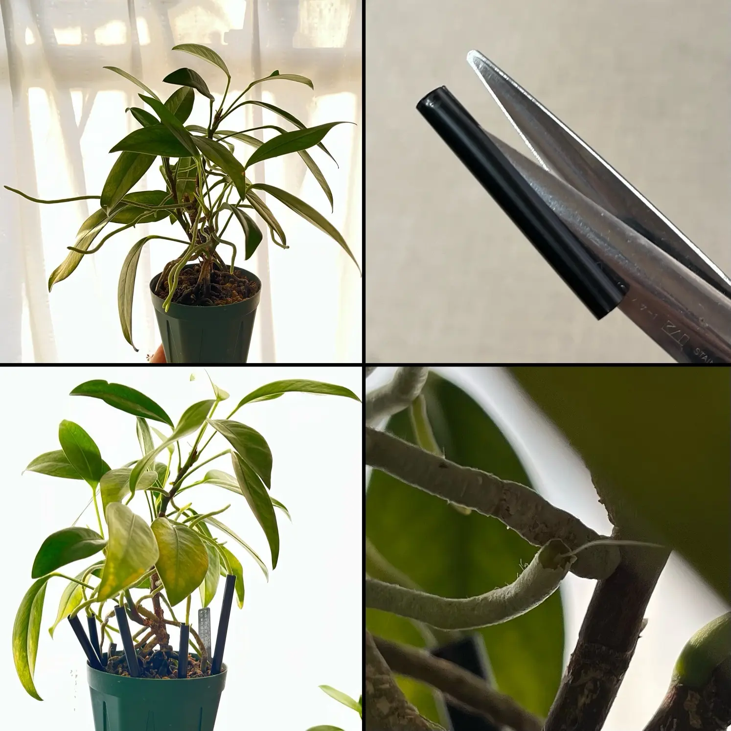 アロイド　アンスリウム　スカンデンス　パルテノン