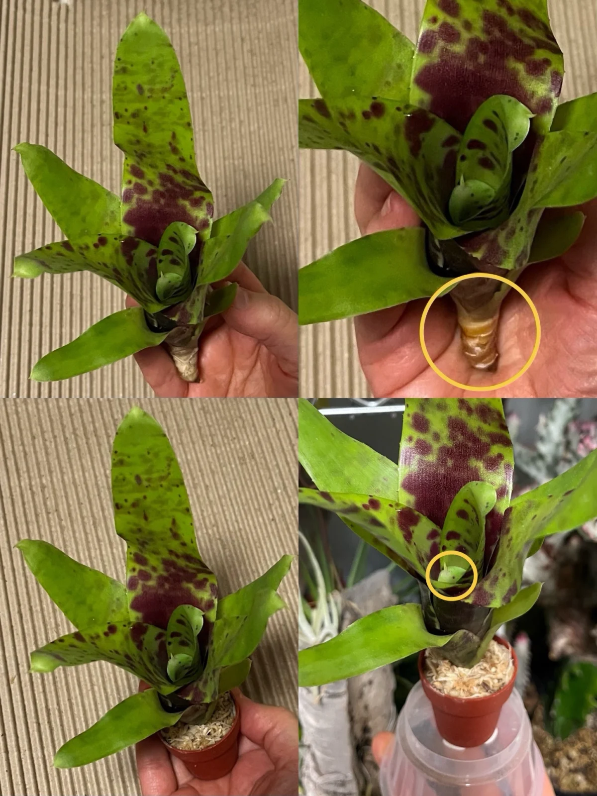 ネオレゲリア　カラントバン