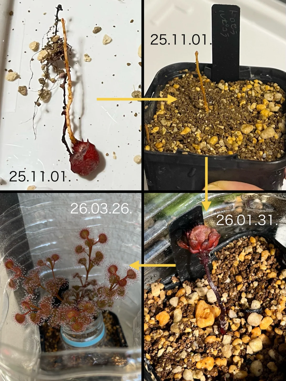 食虫植物　ドロセラ　ルピコラ　球根ドロセラ