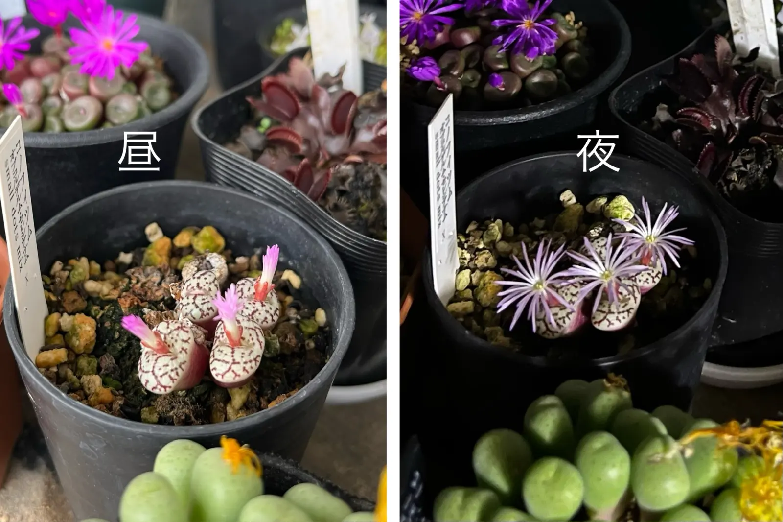 多肉植物　コノフィツム　オブコルデルム　セレシアナム