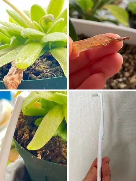 食虫植物　ピンギキュラ　ムシトリスミレ　害虫　カイガラムシ