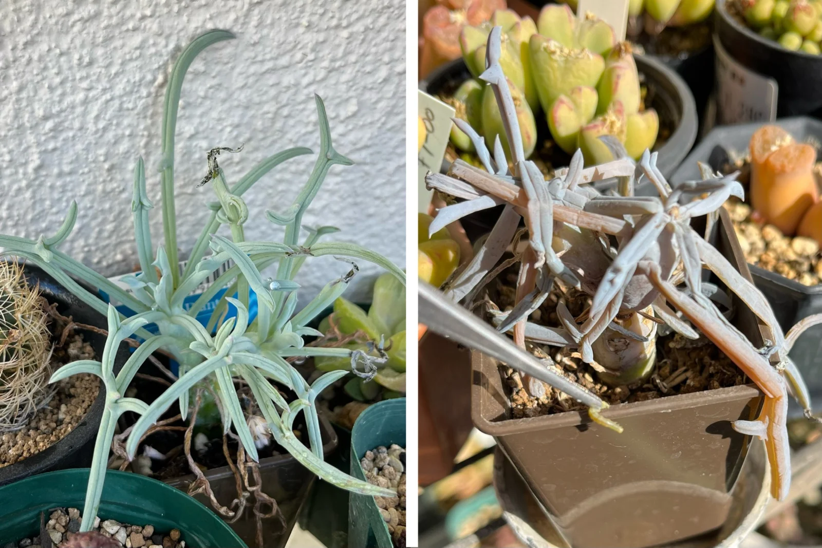 多肉植物　セネシオ　100均　ヨトウムシ　凍傷