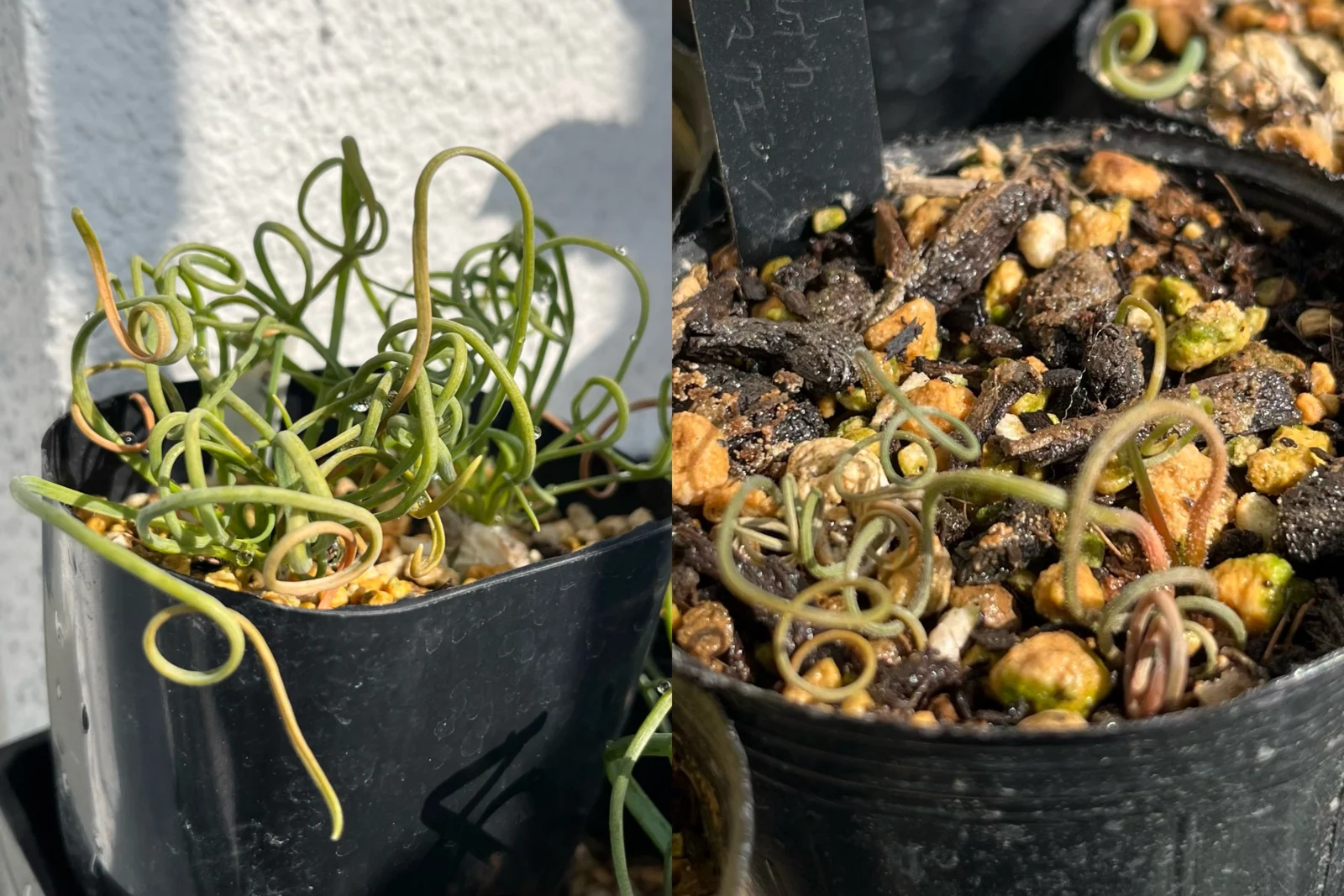 ケープバルブ　アルブカ　凍傷