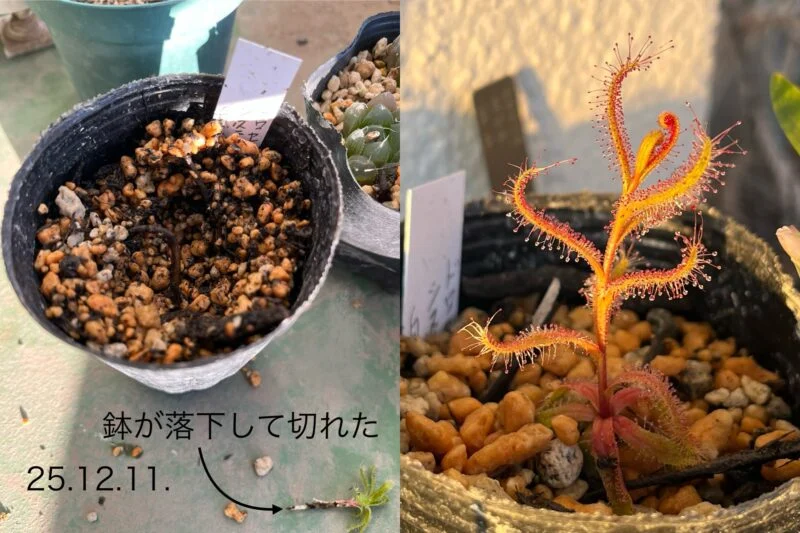 食虫植物　塊根ドロセラ　ドロセラ　システィフロラ
