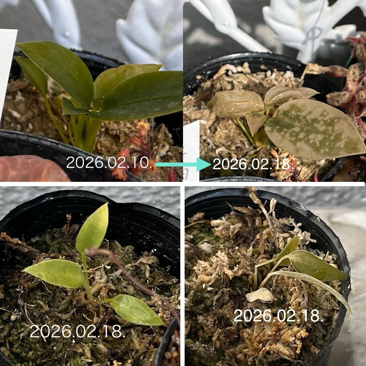 アロイド　アンスリウム　スカンデンス　屋外越冬