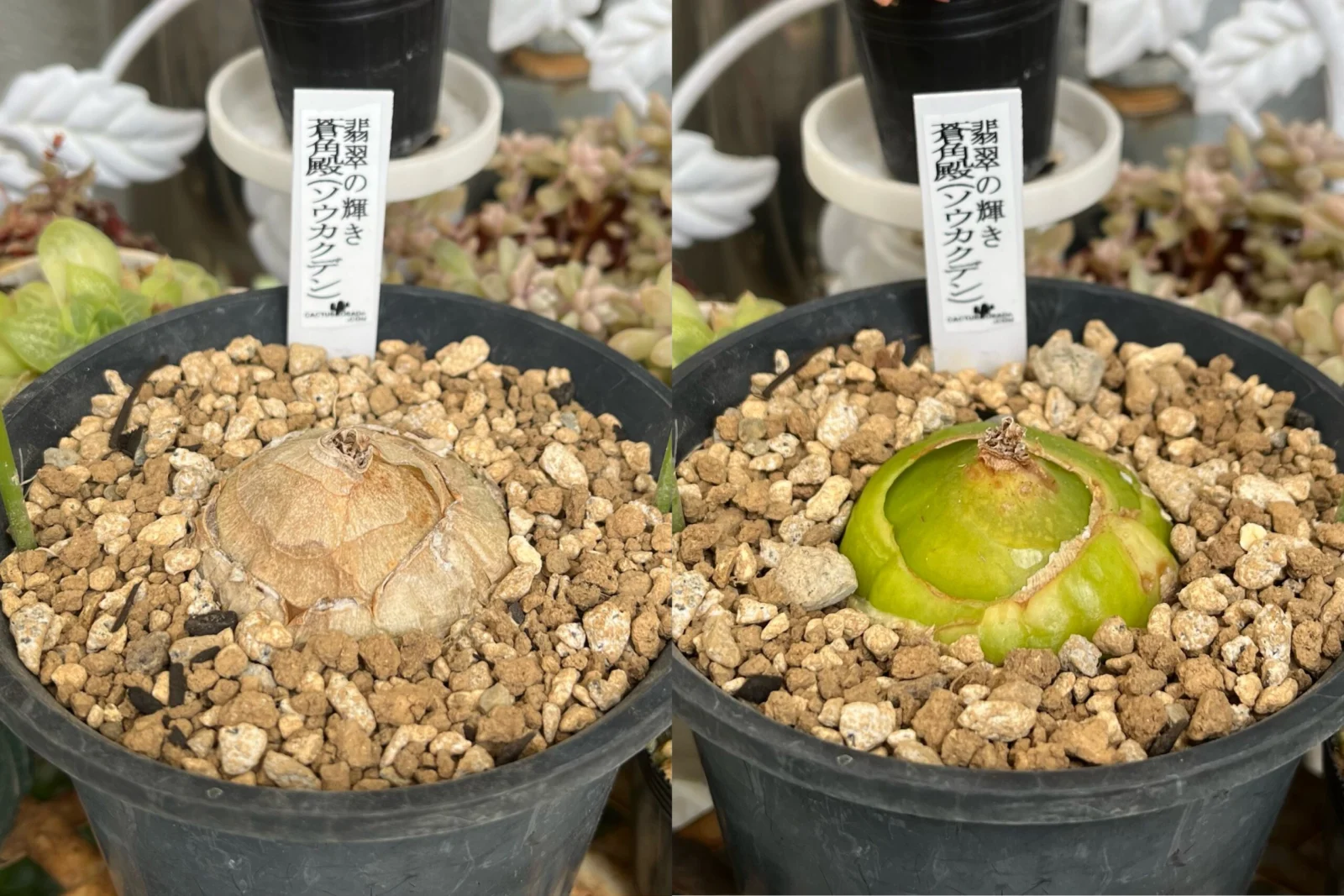 ボウィエア　ボルビリス　蒼角殿