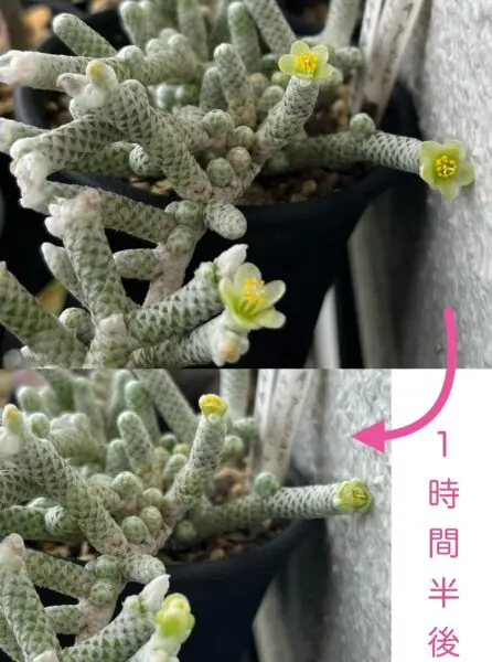 多肉植物 アボニア アルビシマ ムルチラモーサ 花