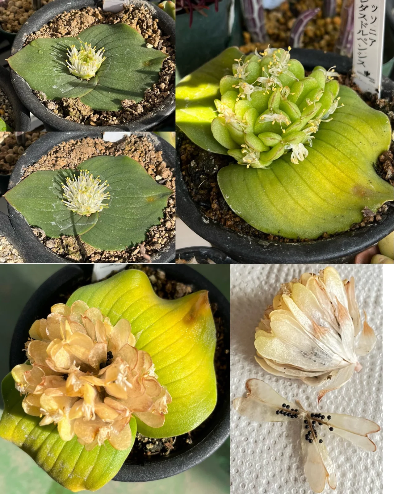 ケープバルブ　マッソニア　ブレダスドルペンシス　結実　種子