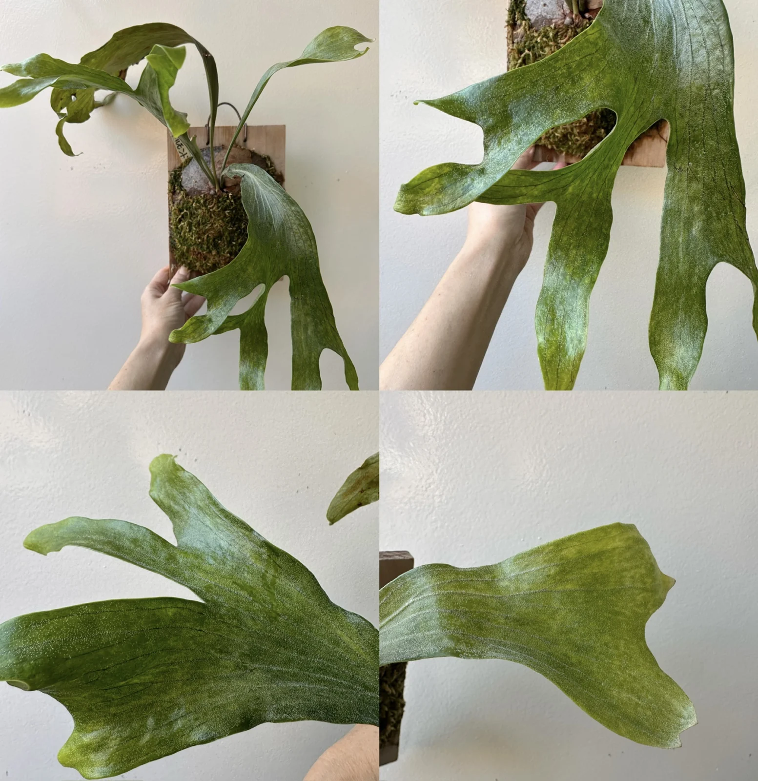 ビカクシダ　ドルモント
