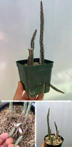 多肉植物　セネシオ　スタペリフォルミス　鉄錫杖