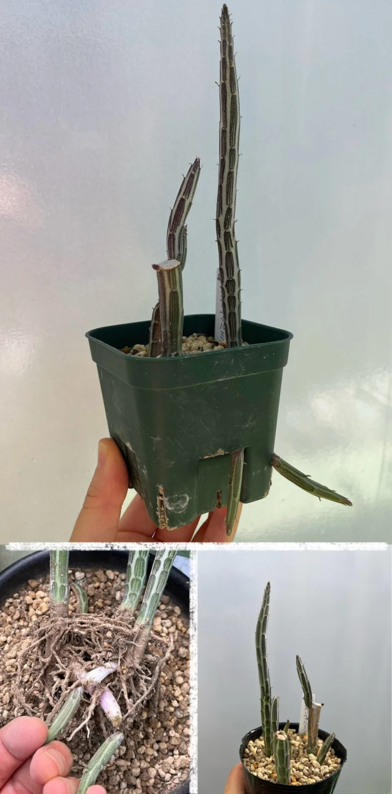 多肉植物 セネシオ スタペリフォルミス 鉄錫杖