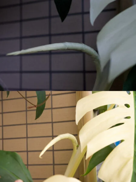 モンステラ デリシオーサ 旧 ボルシギアナ 秋のドリル