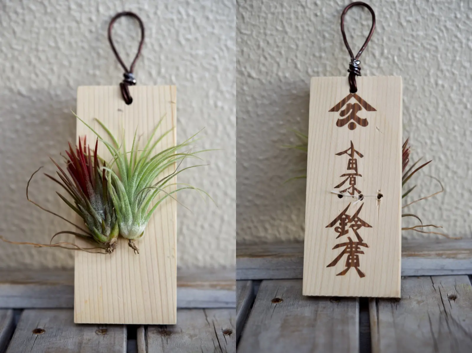 ティランジア　イオナンタ　フエゴ　＆　イオナンタ　アルビノ？　紅白板付け