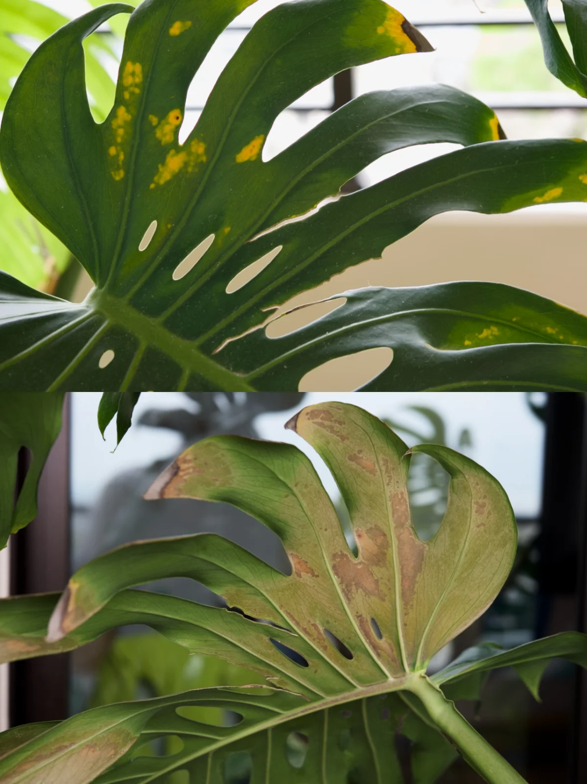 モンステラ　デリシオーサ　褐斑細菌病＆日焼け