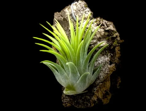 ティランジア　イオナンタ　イエローマジック