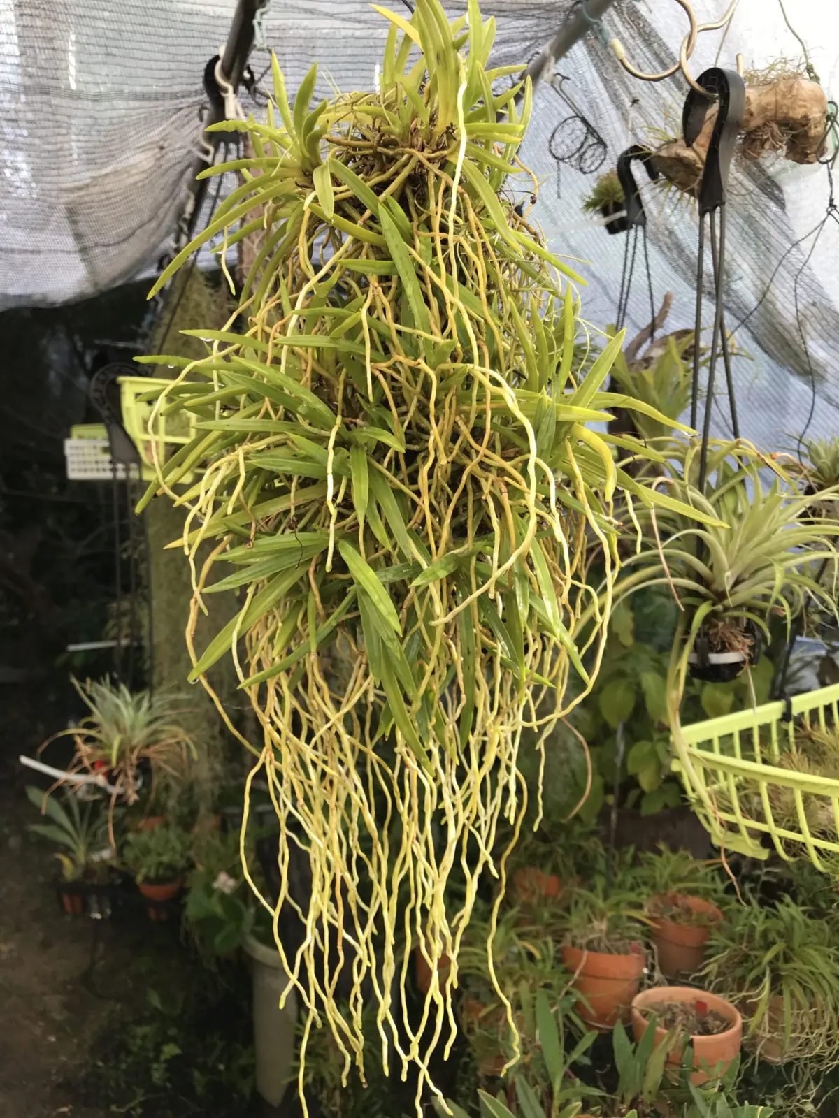 根っこに覆われる 富貴蘭