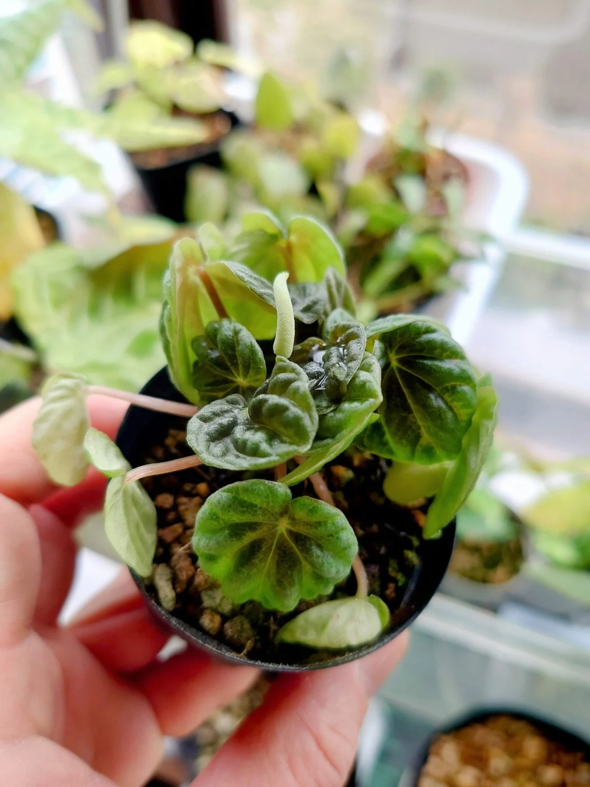 ペペロミア リリアン　花