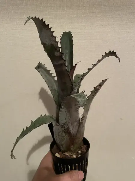 ホヘンベルギア　エスピー　ブラジル