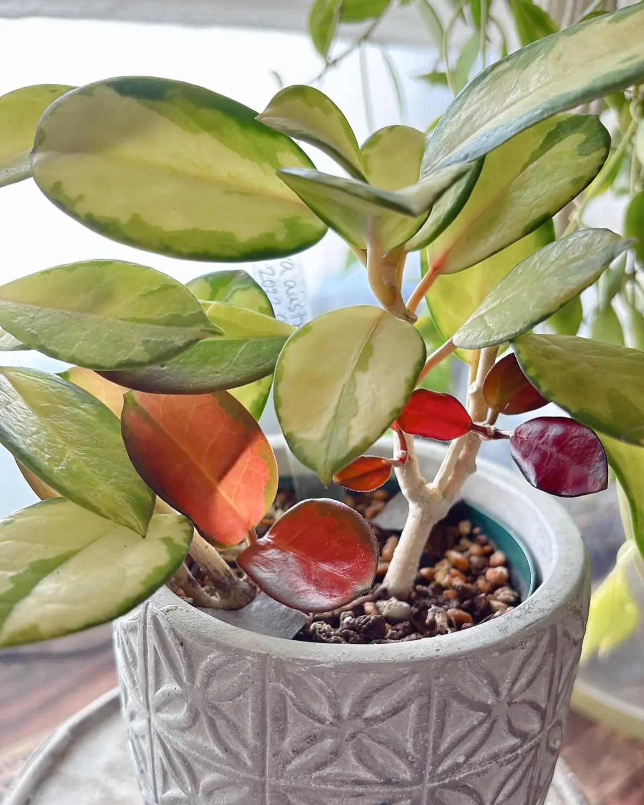 ホヤ オーストラリスリサ